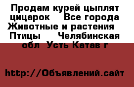 Продам курей цыплят,цицарок. - Все города Животные и растения » Птицы   . Челябинская обл.,Усть-Катав г.